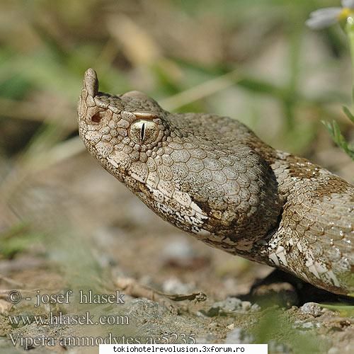 reptile mai presus oameni da...serge pun mai nagini