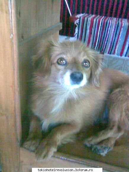 animale companiee eu  catzelusha mea bilutza <33333 she's the sweetest bitch the whole wide