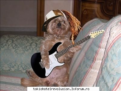 catelusul tommy ^.^ (dak topicul inutil
