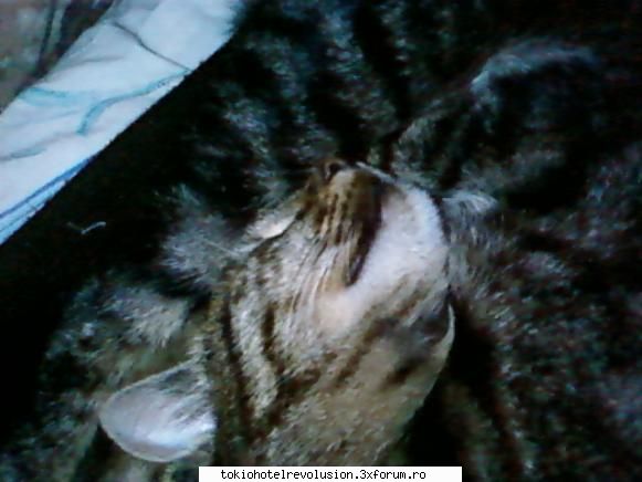 animale companiee pfff...am trei catei shi