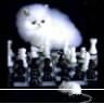 poze funny:) [/img]