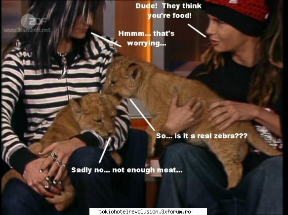 fun with bill and tom! lion: " zeeebra