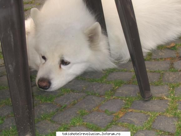 pozele tale preferate catel din germania cand fost 