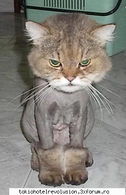poze funny:) uh... cainele ala nenorocit !!!    stie sperie pisika !!!  fac acum cum