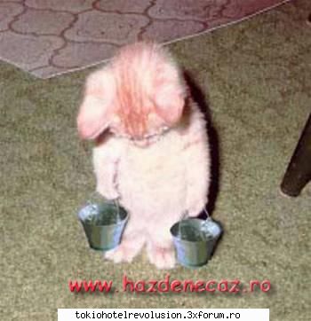poze funny:) aaaah... mai pot ... luna munca ... deja facut ... fac daca mai muncesc luna