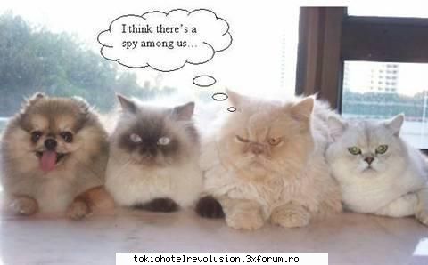 poze funny:) cute