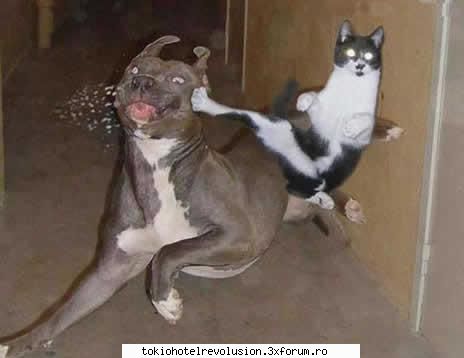poze funny:) cainele pisicacare castiga?