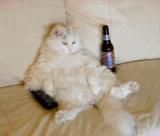poze funny:) funny cat