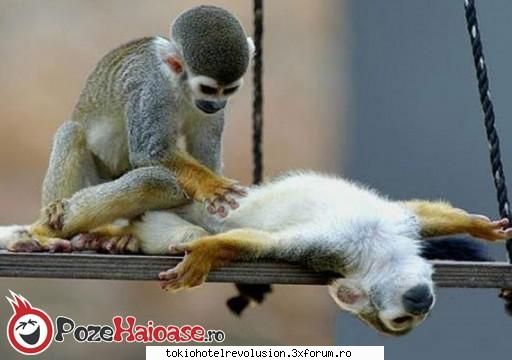 poze funny:) [img] ***VIP's Boss***