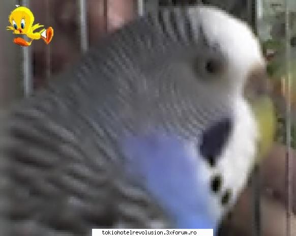 animale companiee asta bille tom mov Administrator Fanclub