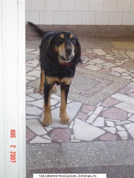 animale companiee cocker spaniel ....bn fapt pic corcit mai pare putin decat unul iubesc mult cum