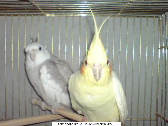 animale companiee yume (rom.=vis)