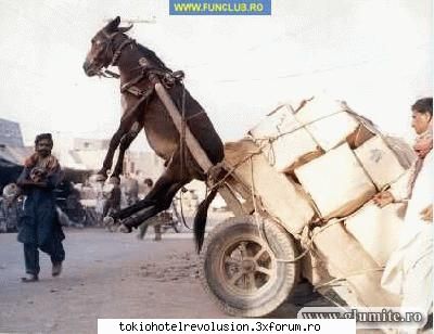 saracu' magar        