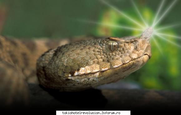 Reptile mai presus de oameni - Pozele de prezentare a ficului...... pei......u - Fan Fiction Archive