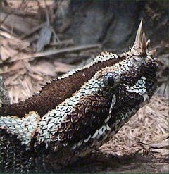 Reptile mai presus de oameni - Bill se uita la Deedee si Deedee la Bill�.Intr-un - Fan Fiction Archive