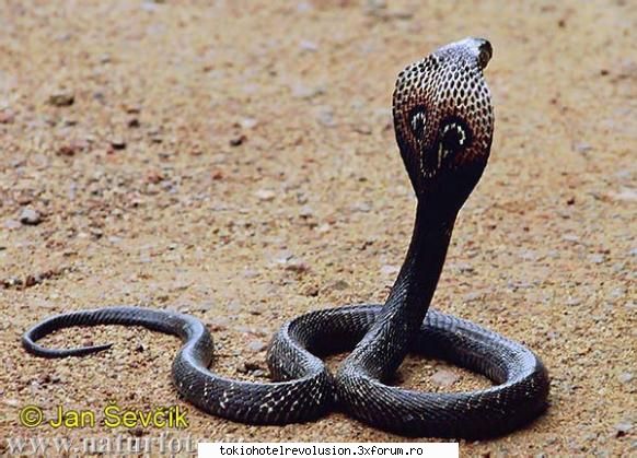 Reptile mai presus de oameni - ce ma enerveaza tom cu aerele lui de vedeta :x :x - Fan Fiction Archive