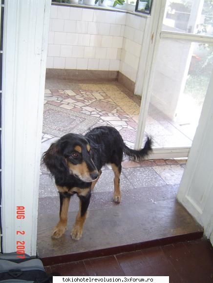 animale de companiee - yeah thats my boy - Arhiva Generala /General Archive