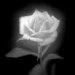 avatare - ~bill is my love~ - Arhiva Generala /General Archive
