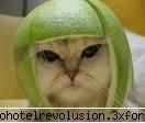 poze funny:) - amy_kaulitz - Arhiva Generala /General Archive