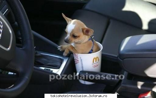 poze funny:) - caine de pahar opss pardon de buzunar - Arhiva Generala /General Archive